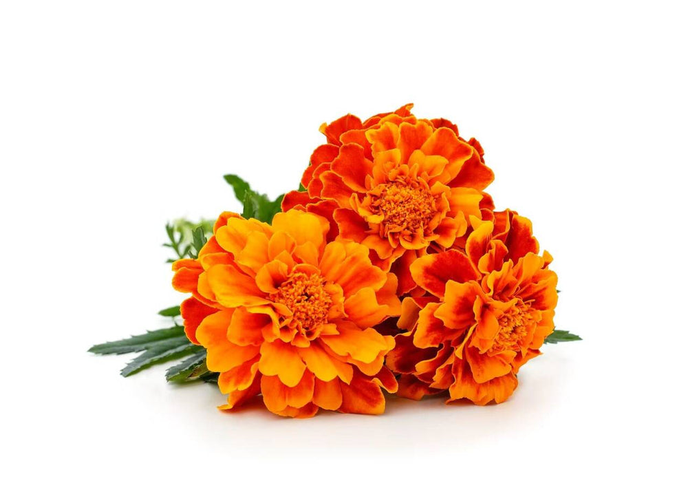 Lutein
